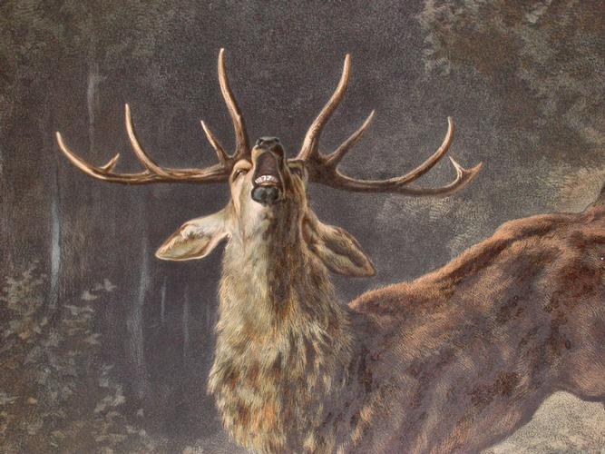 CHASSE au CERF