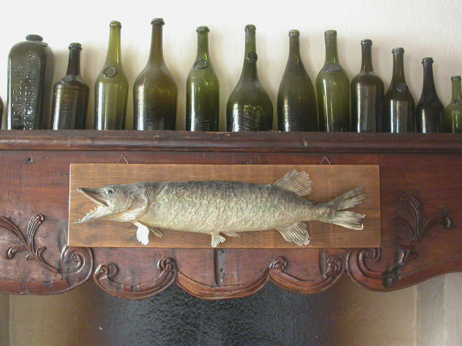 TROPHEE DE PECHE - BROCHET NATURALISE - TAXIDERMIE 