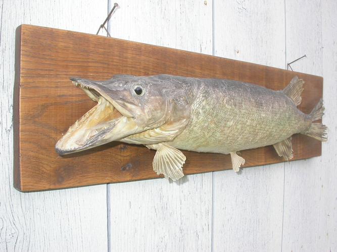 TROPHEE DE PECHE - BROCHET NATURALISE - TAXIDERMIE 