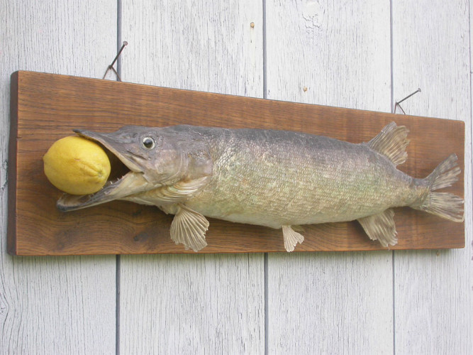 TROPHEE DE PECHE - BROCHET NATURALISE - TAXIDERMIE 