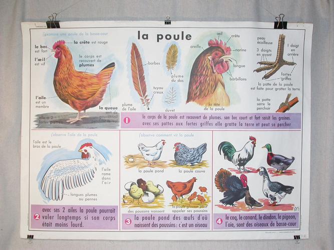 LA POULE / LA CARPE - AFFICHE SCOLAIRE des années 1950