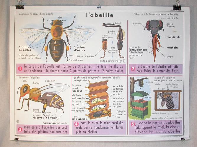 L‘ABEILLE / LE HANNETON - AFFICHE SCOLAIRE des années 1950