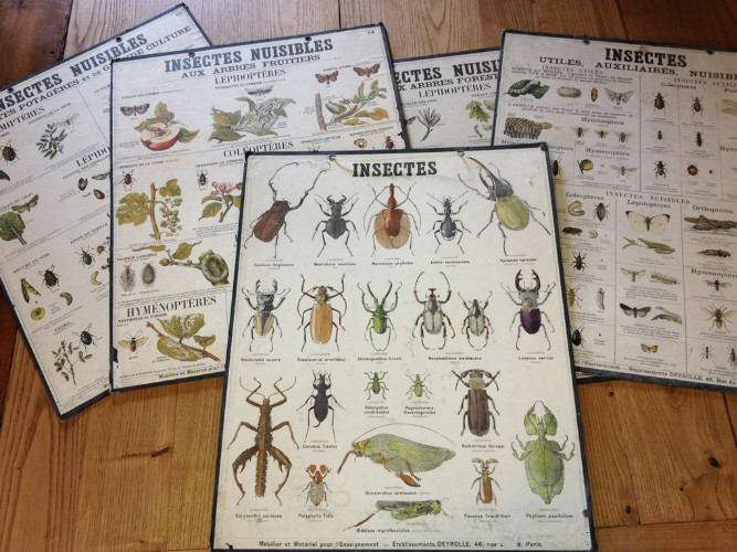 LOT de 5 PLANCHES SCOLAIRES INSECTES utiles et nuisibles par DEYROLLES