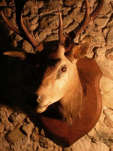 TROPHEE DE CHASSE - CERF 8 CORS - Taxidermie 