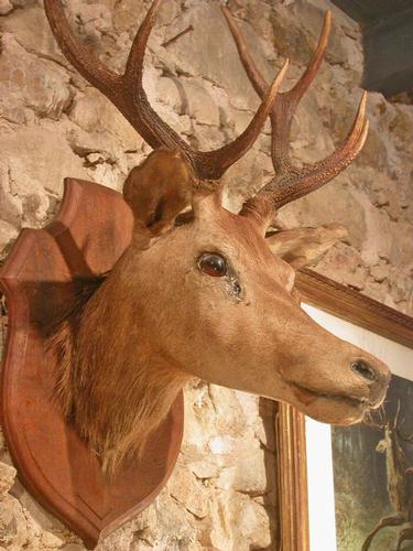 TROPHEE DE CHASSE - CERF 8 CORS - Taxidermie 