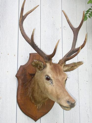 TROPHEE DE CHASSE - CERF 8 CORS - Taxidermie 