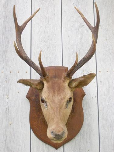 TROPHEE DE CHASSE - CERF 8 CORS - Taxidermie 